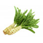 CELTUCE - LAITUE ASPERGE 18KG